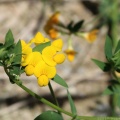 Birdsfoot Trefoil