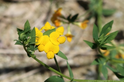 Birdsfoot Trefoil