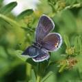 Eastern Tailed Blue