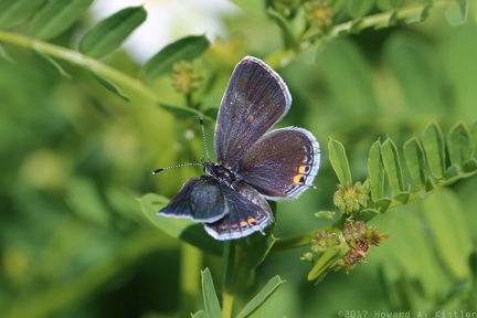Eastern Tailed Blue