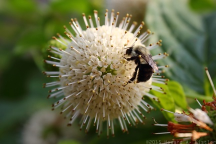 Common Buttonbush