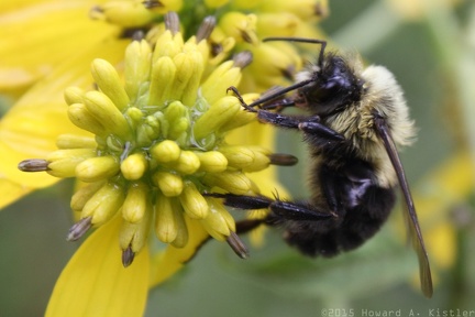 Wingstem & Bumbleebee