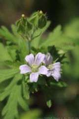 Carolina Cranesbill