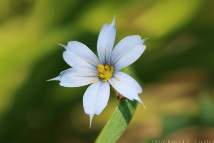 Blue-eyed Grass