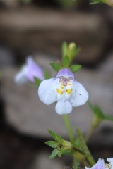 Japanese Mazus