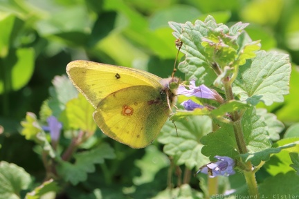 Clouded Sulphur
