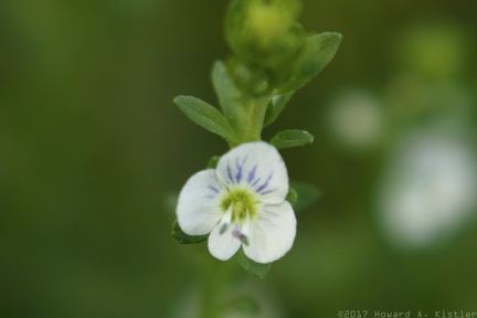 Thyme-leaved Speedwell