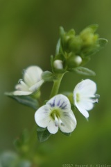 Thyme-leaved Speedwell