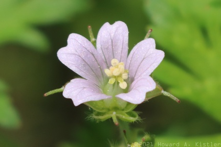 Carolina Cranesbill