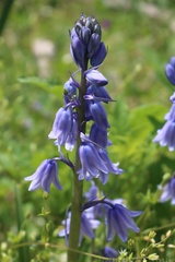 English Bluebell