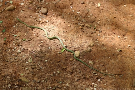 Northern Rough Greensnake