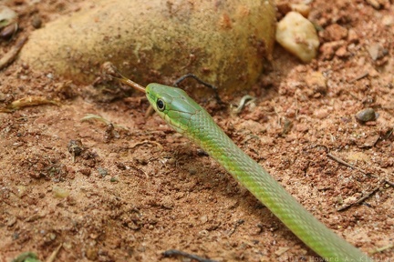 Northern Rough Greensnake