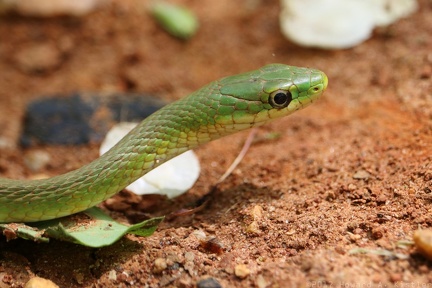 Northern Rough Greensnake