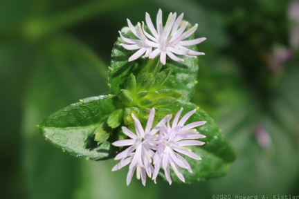 Carolina Elephantsfoot