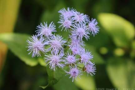 Blue Mistflower