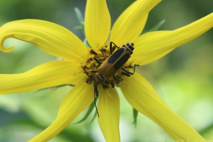 Pennsylvania Leatherwing on Whorled Rosinweed