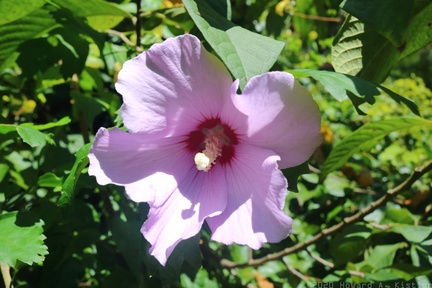 Rose of Sharon