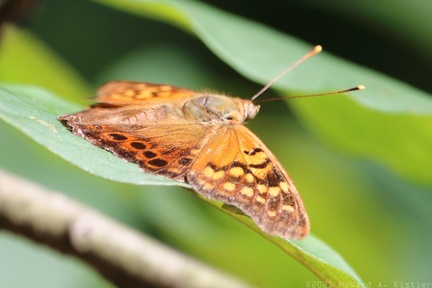 Tawny Emperor