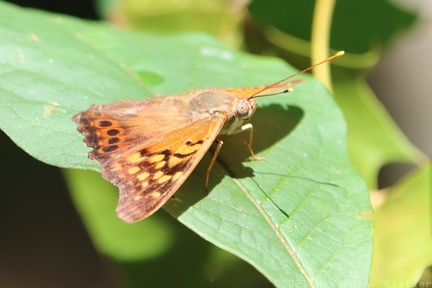 Tawny Emperor