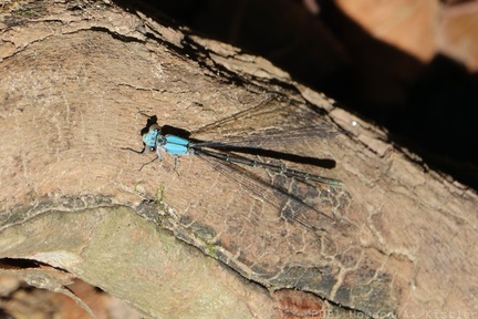 Blue-fronted Dancer