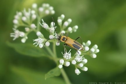 Pennsylvania Leatherwing on Late-flowering Boneset