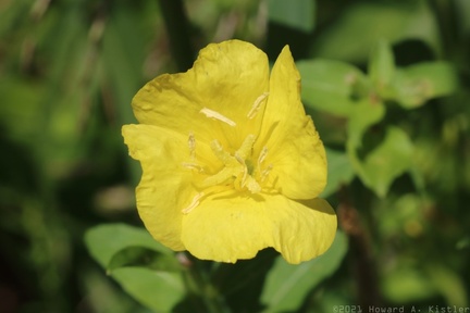 Common Evening Primrose