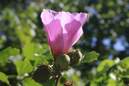 Rose Mallow