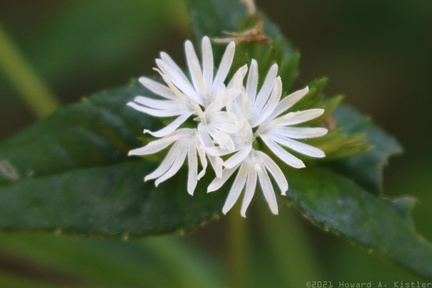 Carolina Elephantsfoot