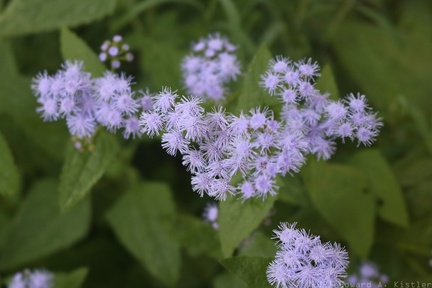Blue Mistflower