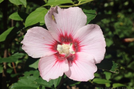 Halberd-leaved Rose Mallow