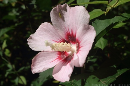 Halberd-leaved Rose Mallow