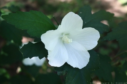 Swamp Rose Mallow