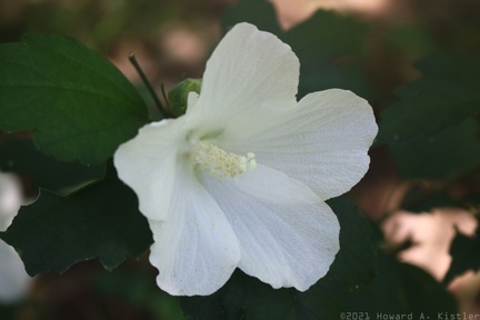 Swamp Rose Mallow