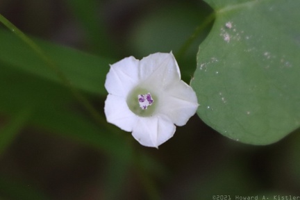 Small White Morning Glory
