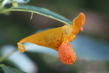 Spotted Jewelweed
