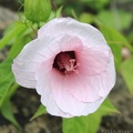 Halberd-leaved Rose Mallow