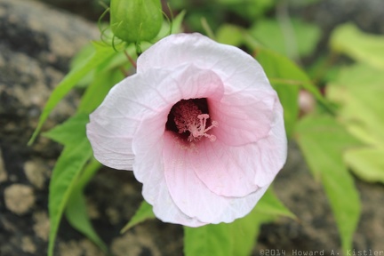 Halberd-leaved Rose Mallow