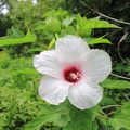 Halberd-leaved Rose Mallow