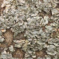 Lichen