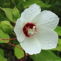 Swamp Rose Mallow