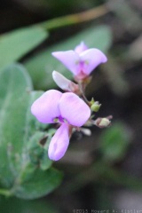 Dillenius' Tick-trefoil