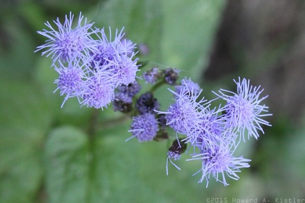 Blue Mistflower