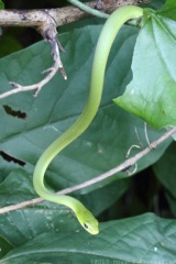 Northern Rough Greensnake