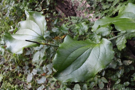 Roundleaf Greenbrier