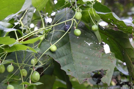 Yellow Passionflower