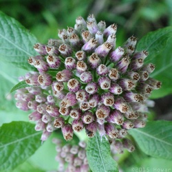 James River Wetlands