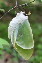 Luna Moth