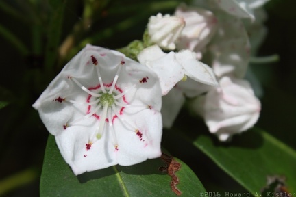 Mountain Laurel