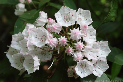 Mountain Laurel