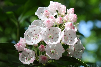 Mountain Laurel